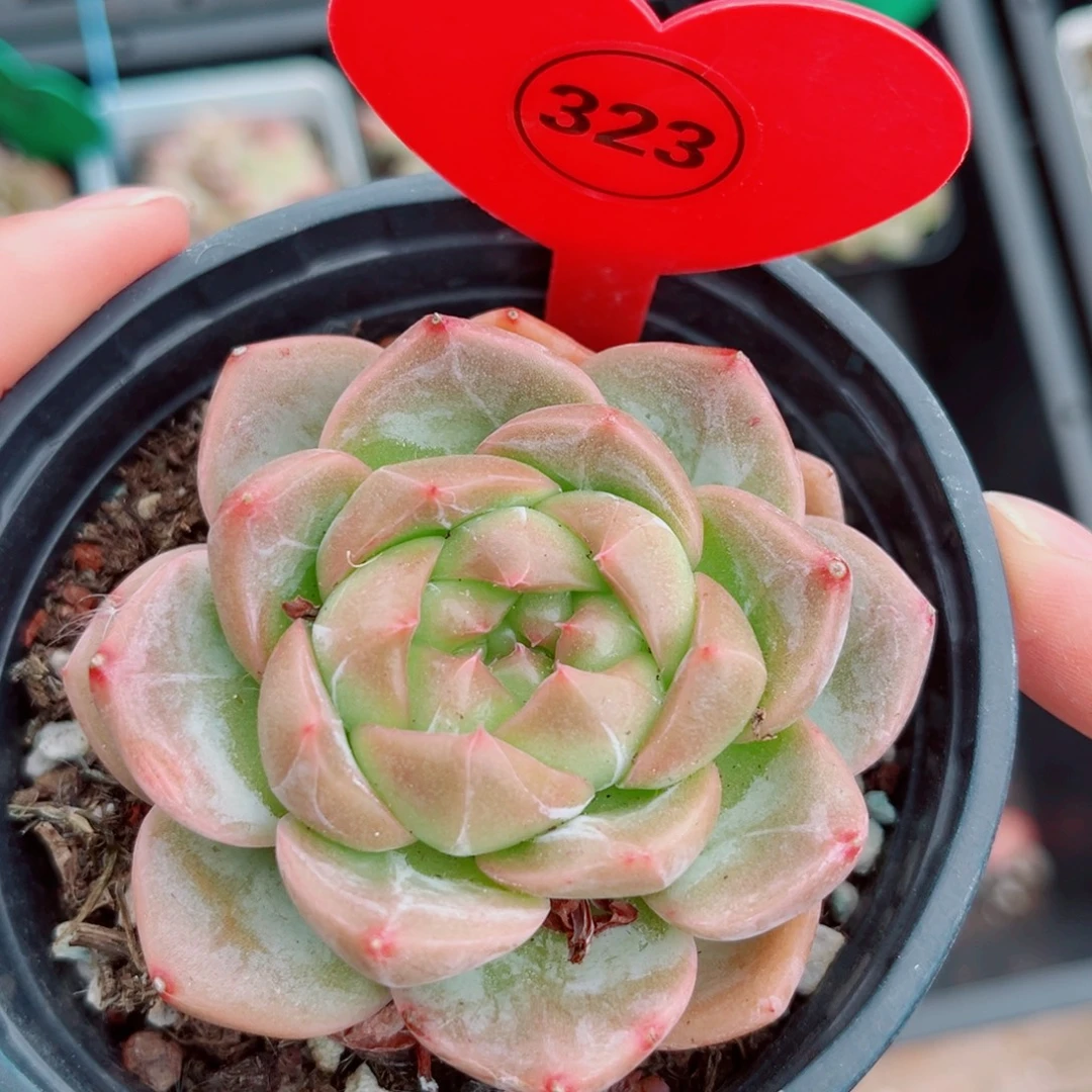 风靡园艺珍妮单头