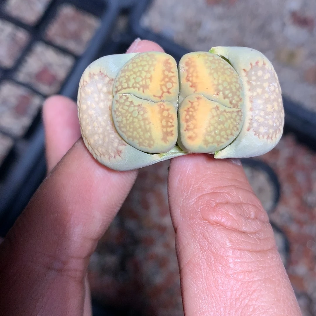 K697多肉植物保护