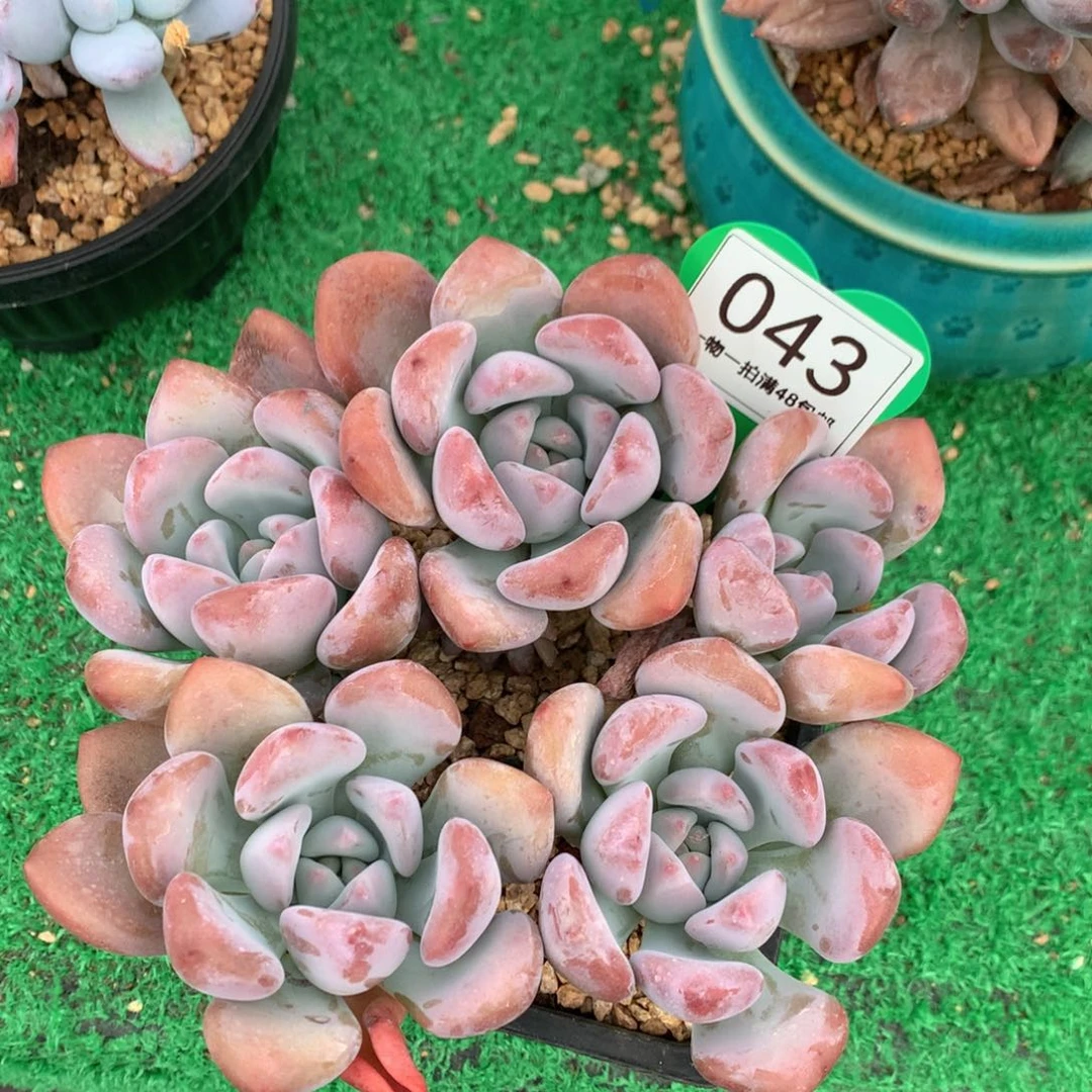 丸叶奥普无砍平头043