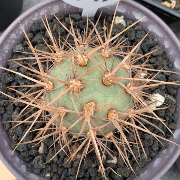 飞***彭开播福利仙人球仙人球仙人球