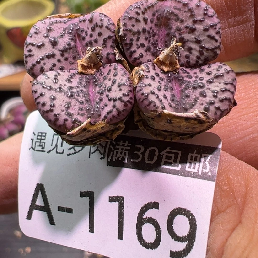多肉植物1111111111111