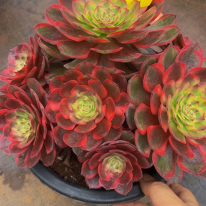 多肉植物福利3189