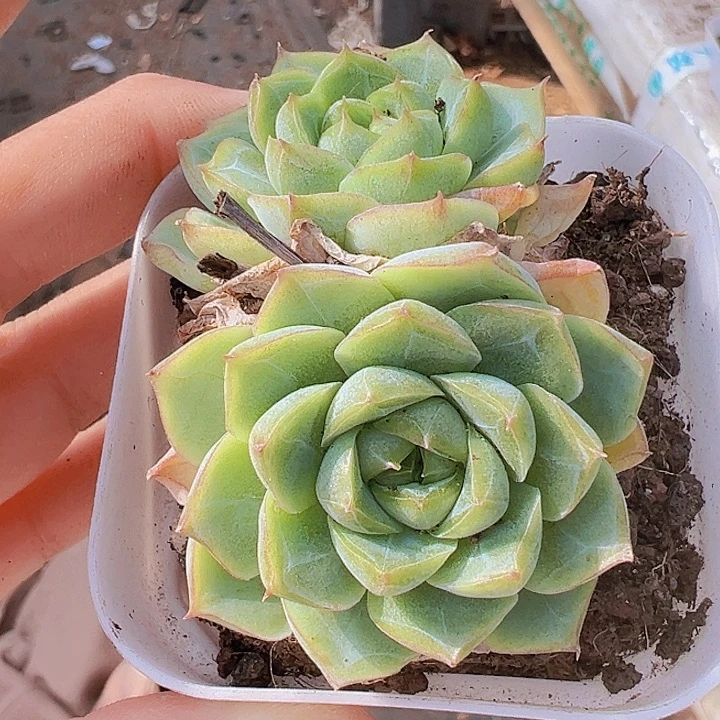 双头颜如玉多肉19包邮
