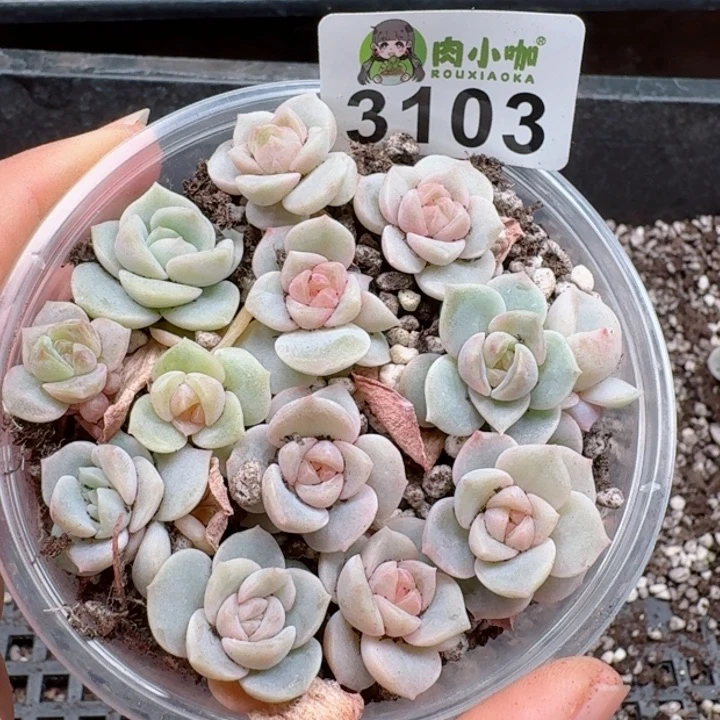 多肉植物多肉植物