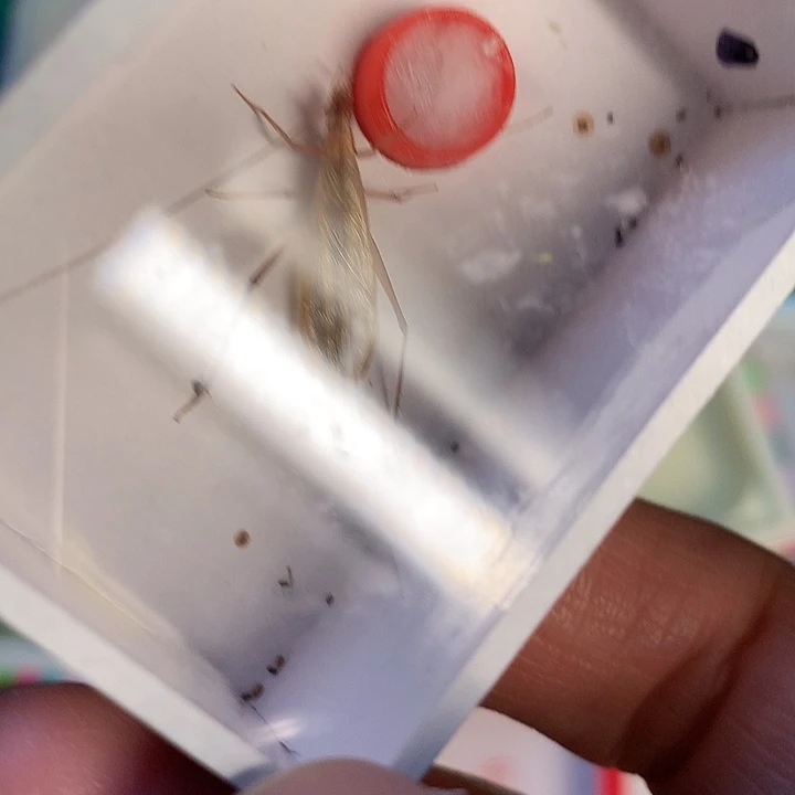 新到超大红衫竹蛉