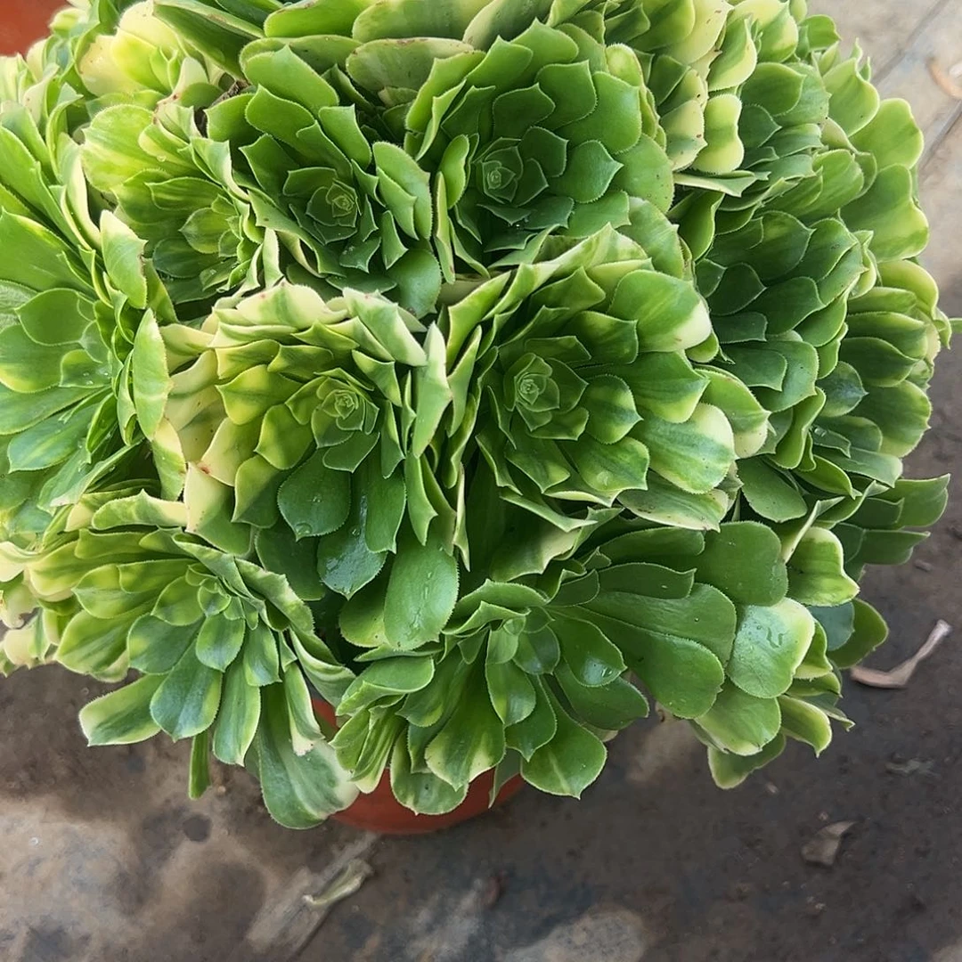 12.10-55五彩琉璃多肉植物
