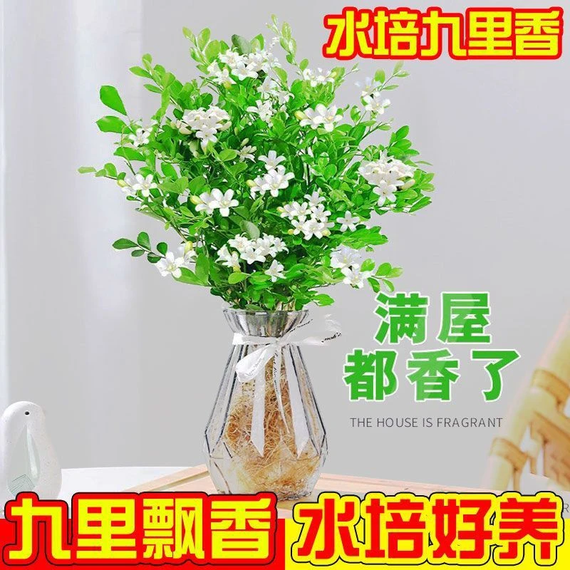 【水培】驱蚊九里香植物盆栽室内绿植客厅花卉四季常青易养活