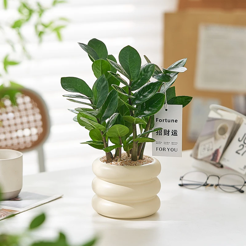 德国招财金钱树盆栽植物好养客厅办公室内桌面小绿植净化空气四季