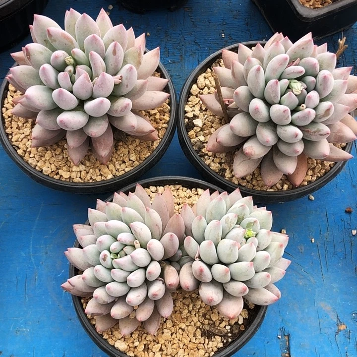 萝莉美人大群多肉植物