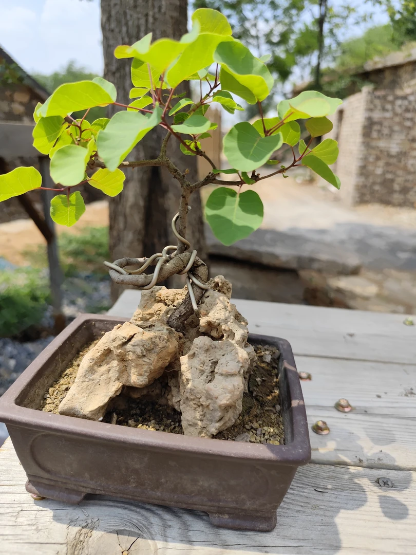 黄荆黄栌符石盆景，一物一拍