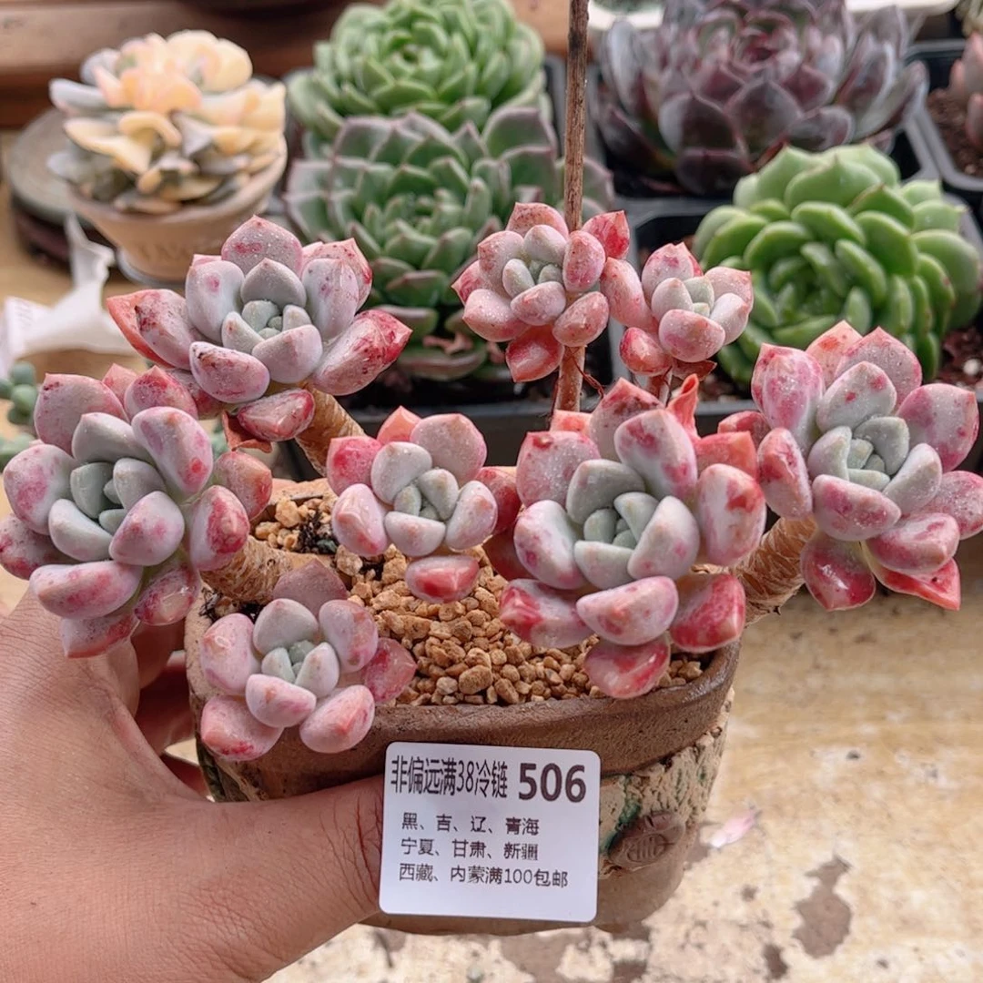506花瓣鹿德华多肉