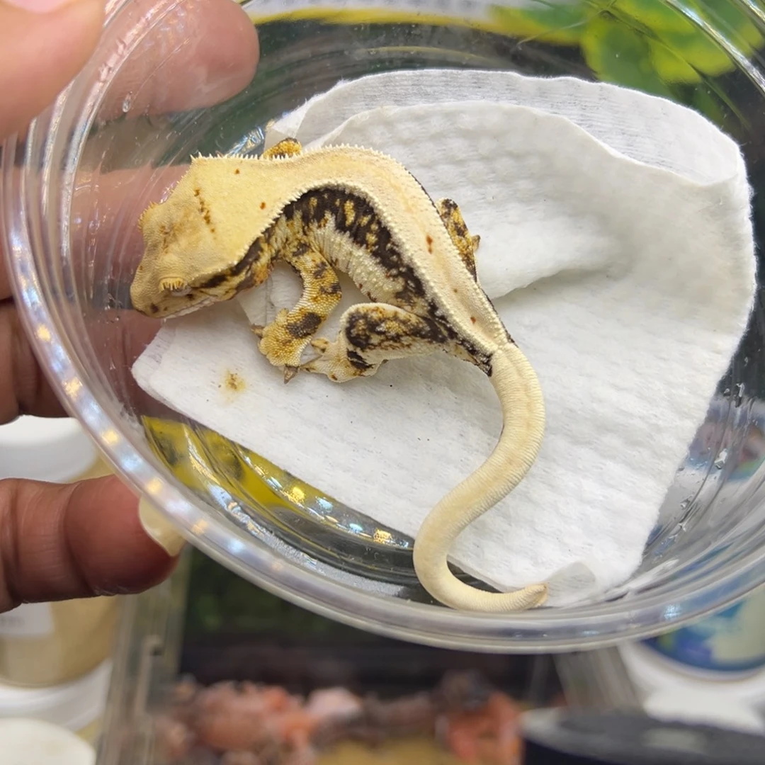 睫角守宫超黑底小满背三色莉莉