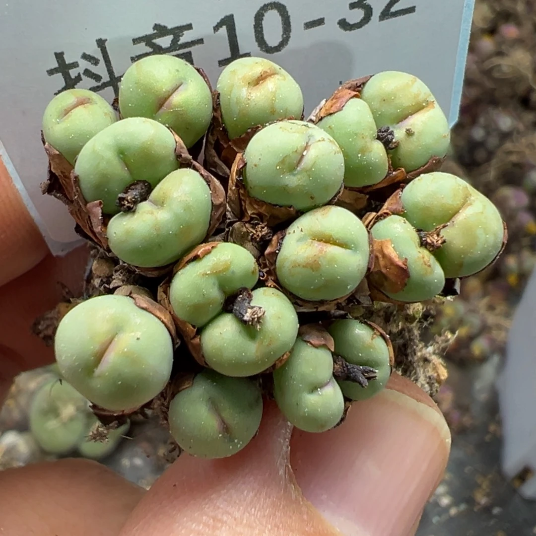 爱***倩10-32肉锥多肉植物