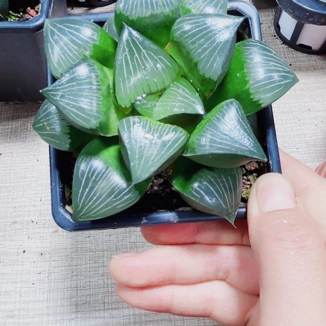 冉***慧大黑天克多肉植物6666