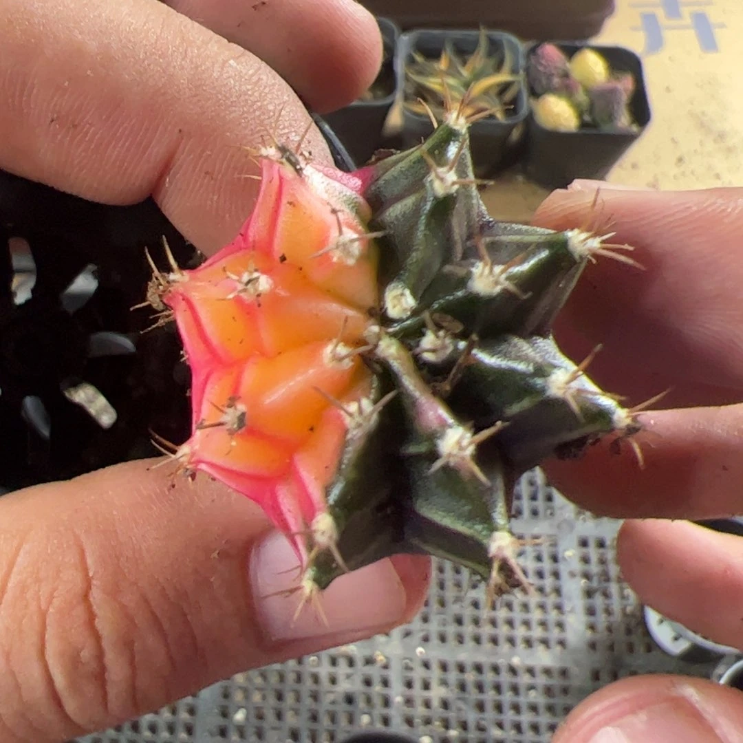 当前无花栽培后可以开花110