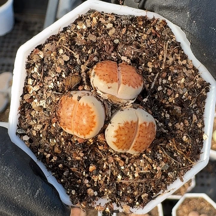 生石花1111。    333