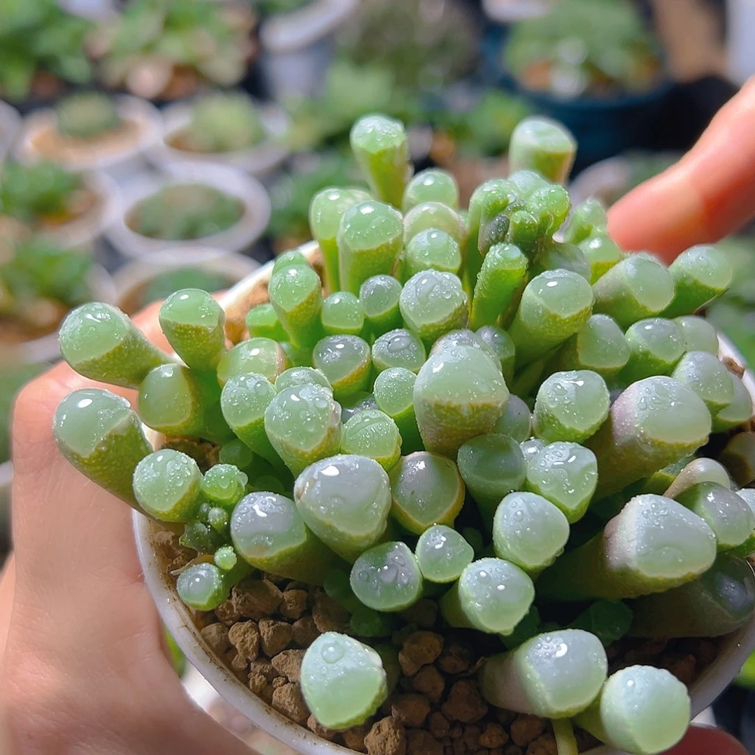 五十玲玉玉露多肉多肉一颗