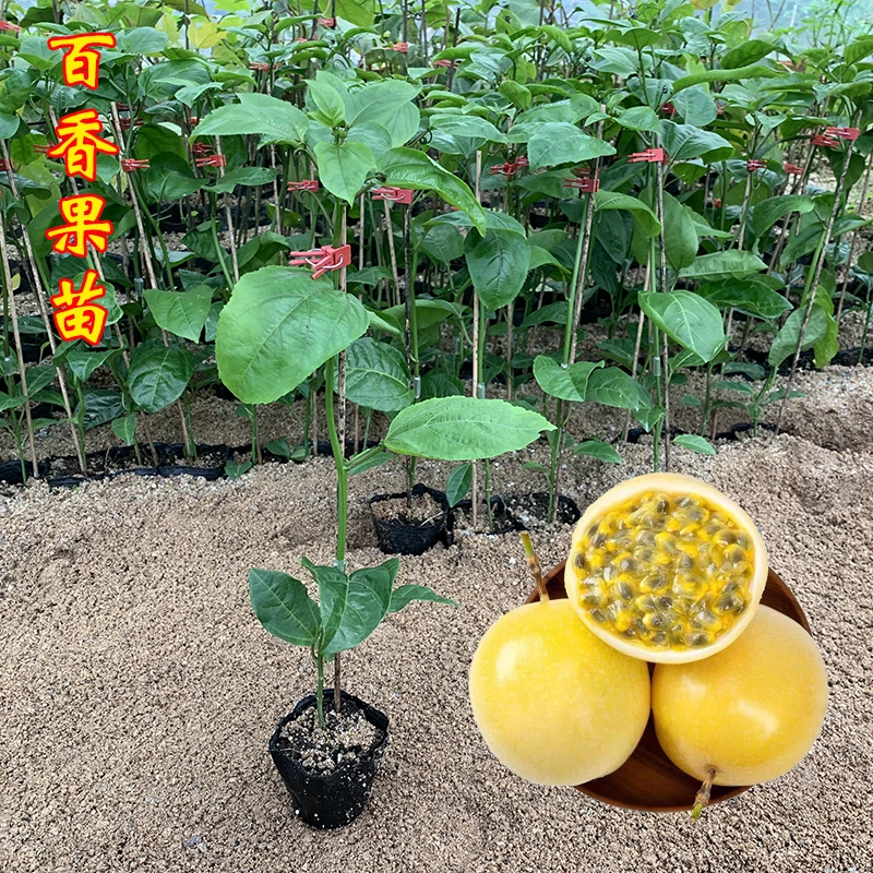 黄金百香果树苗嫁接苗四季结果广西发货百香果苗阳台盆栽带土带叶