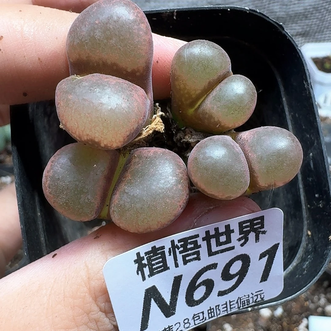 多肉植物的人生才v