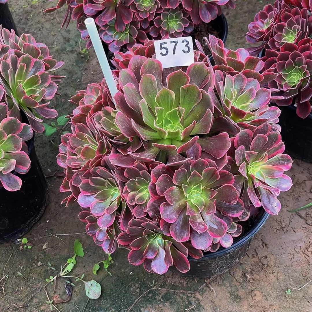 路**间金丝雀一物一拍573