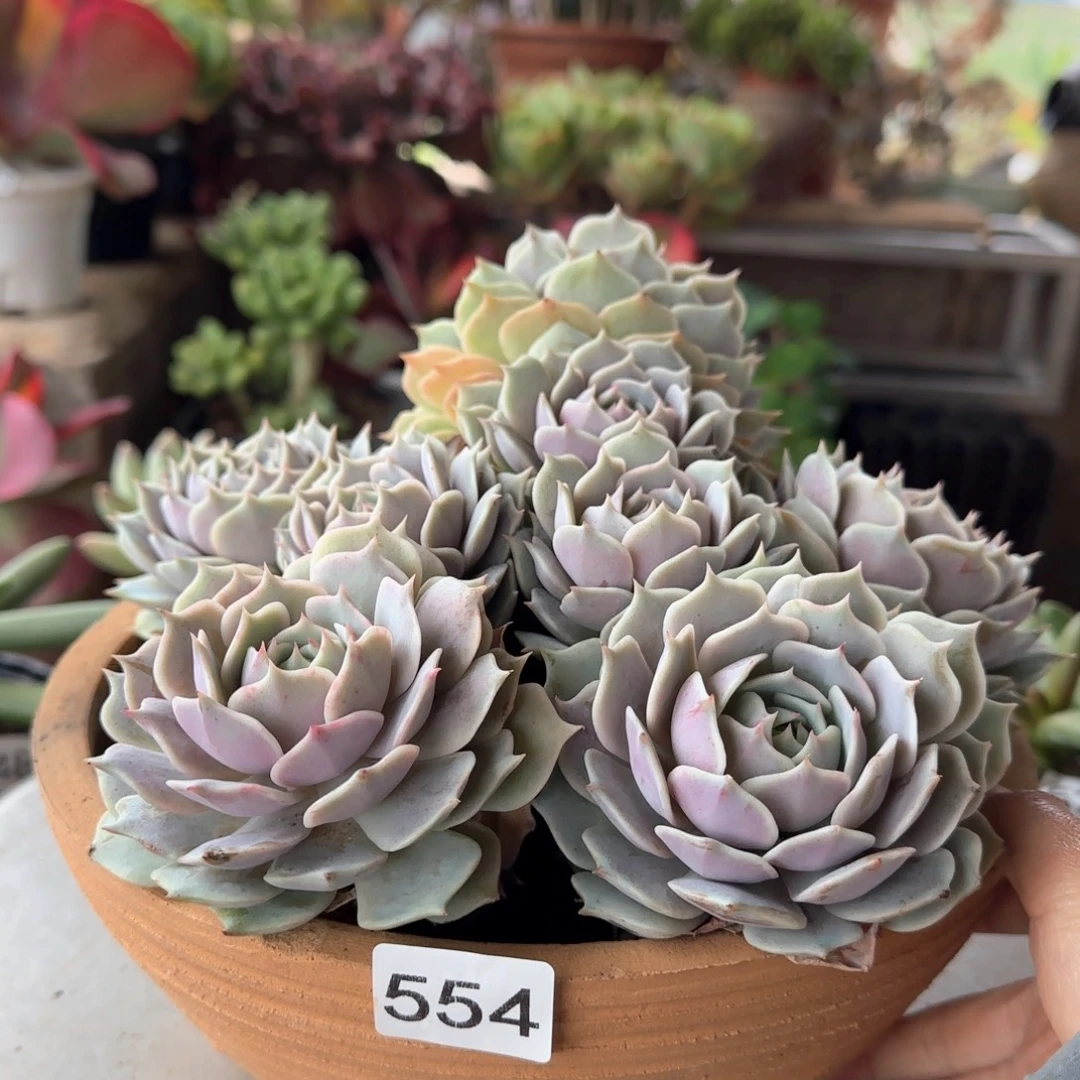 554号 一物一拍 一物一拍