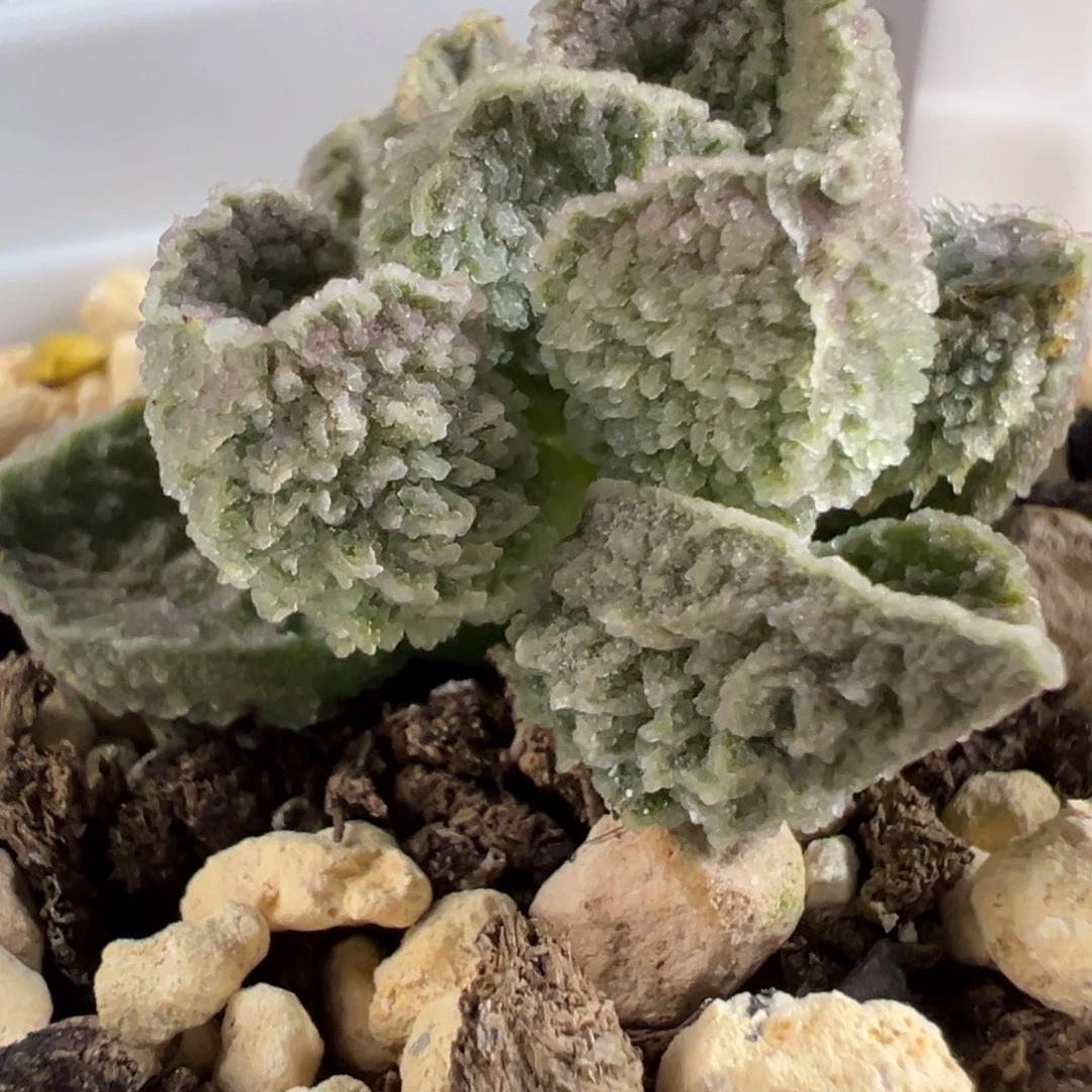 实生新品多肉植物水泡