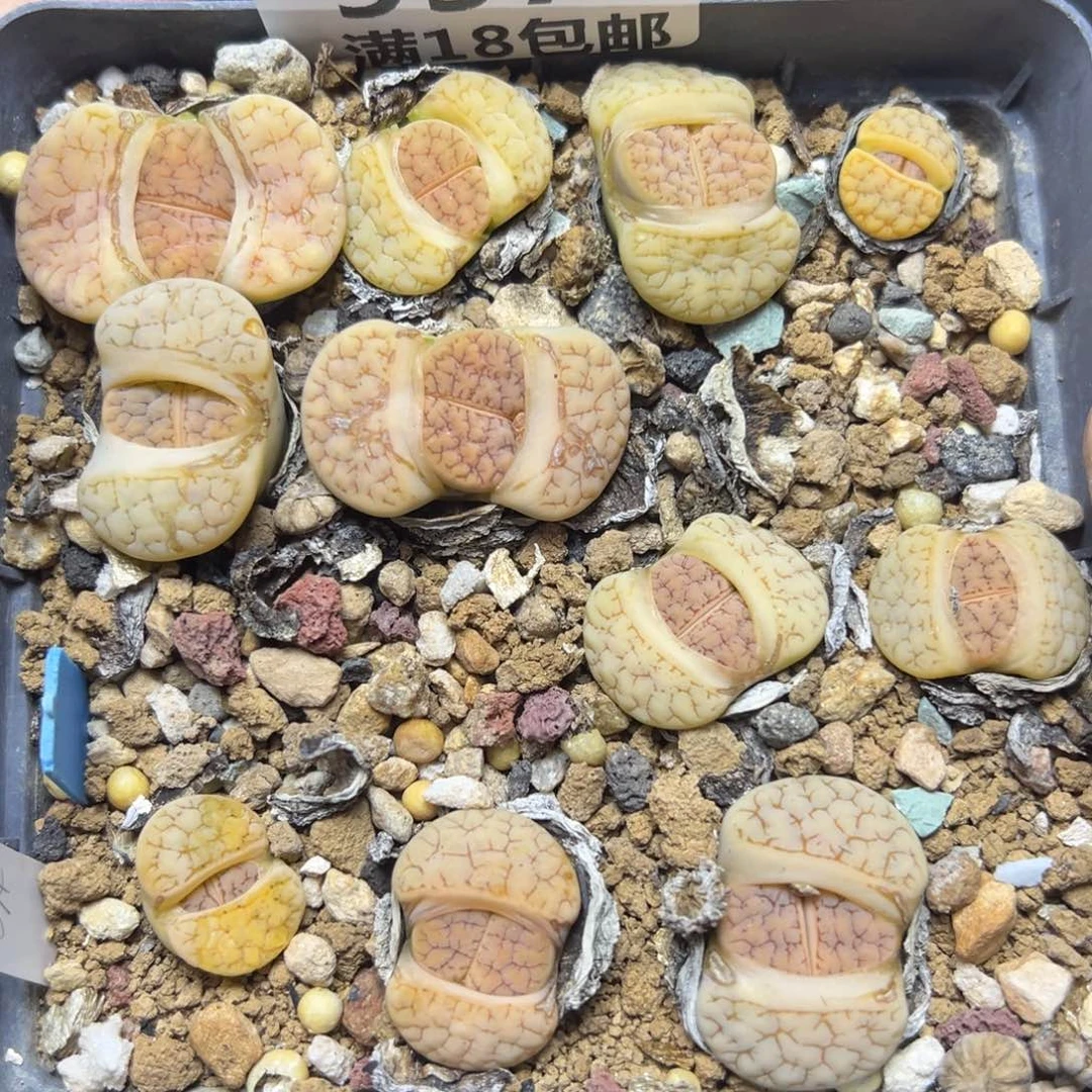 【闪购商品】957……