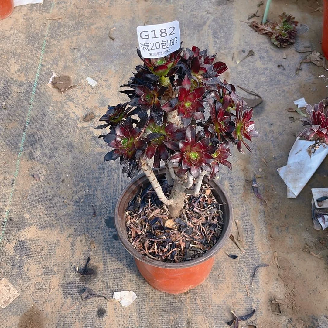 182黑豆多肉小损不包