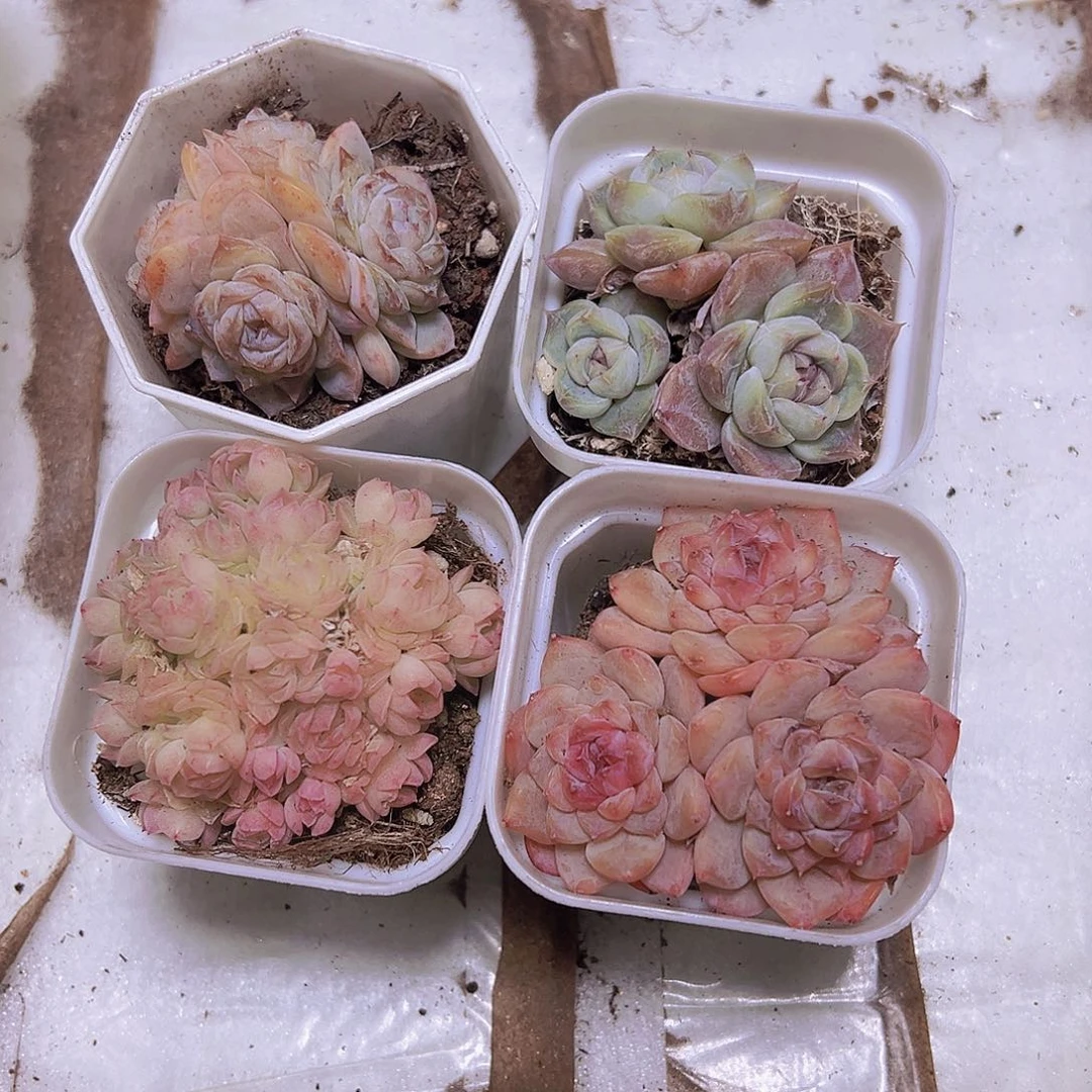 379群生组合4盆白盆发货