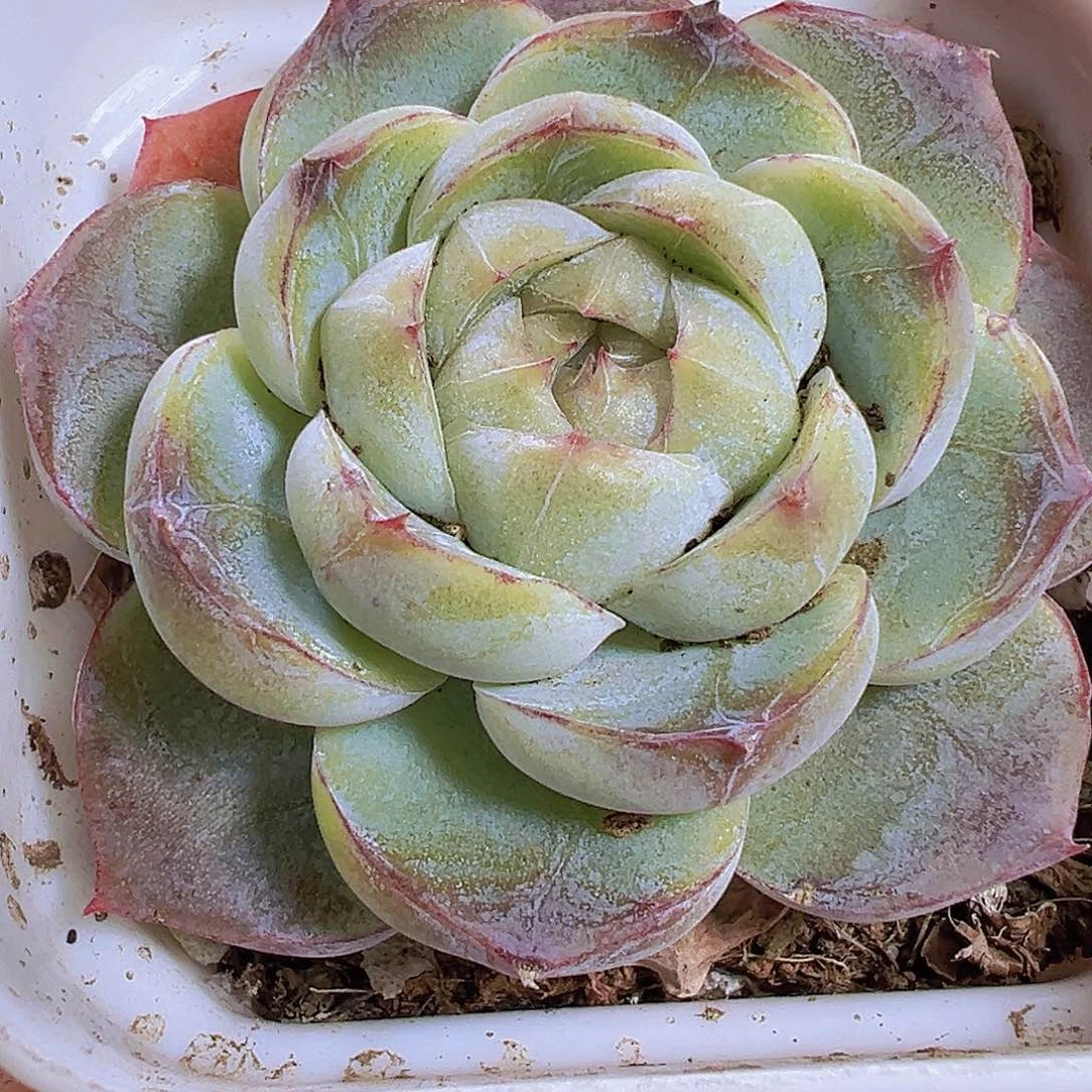 单头胖虎19包邮多肉植物