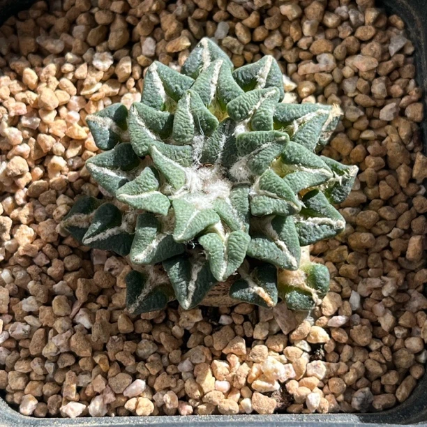 木南 自根牡丹3.5cm带盆发货 随机一颗花卉小盆栽桌面防辐射