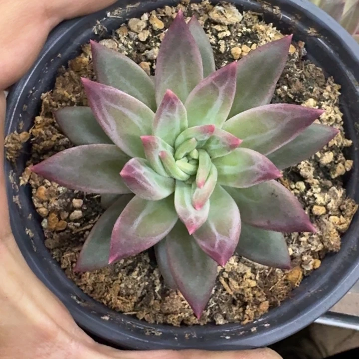 美人杂交 一物一拍