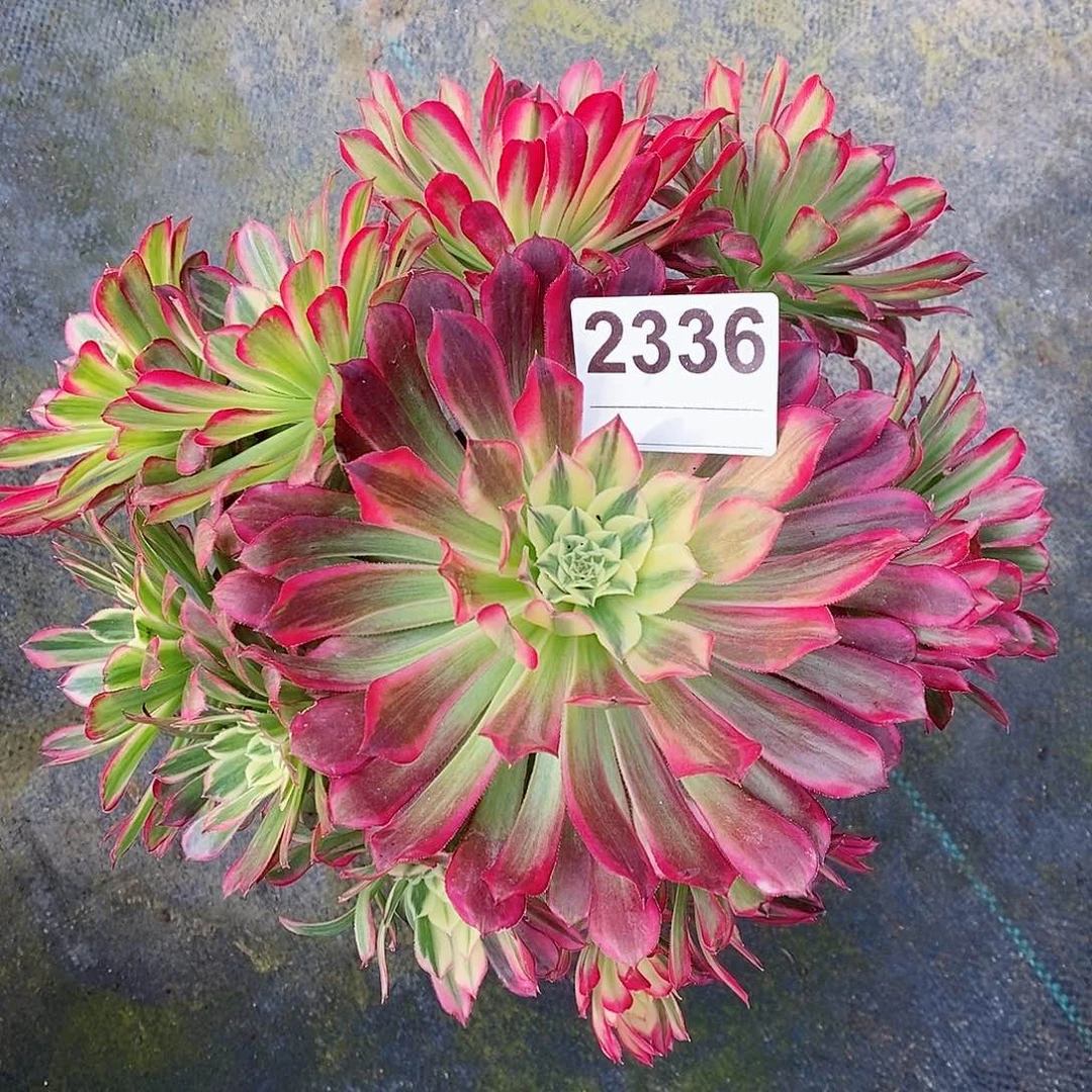 红陶2336天合妖4多肉