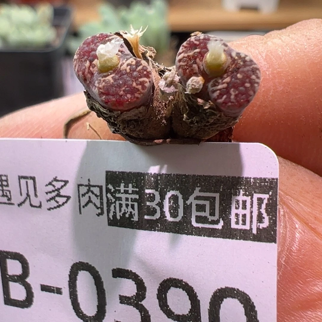 多肉植物111111111111