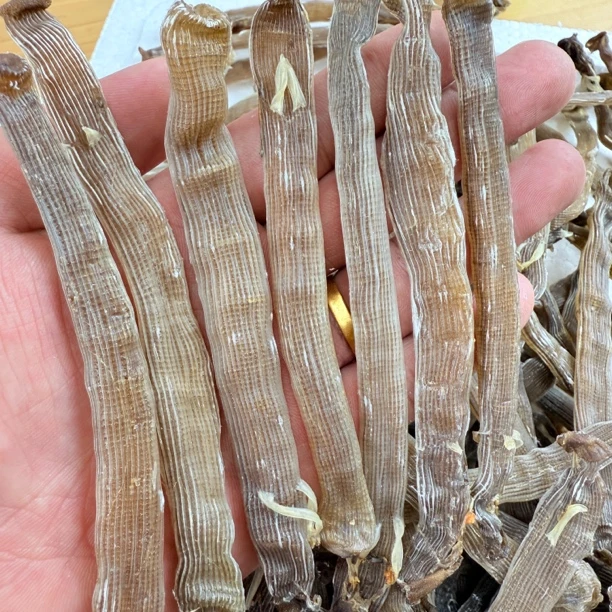 【马鲛仔海产】新货特大灰虫干沙虫干250/500g煮粥煮汤味道鲜美顺丰包邮茂名博贺港精品海产品海鲜海鲜干货