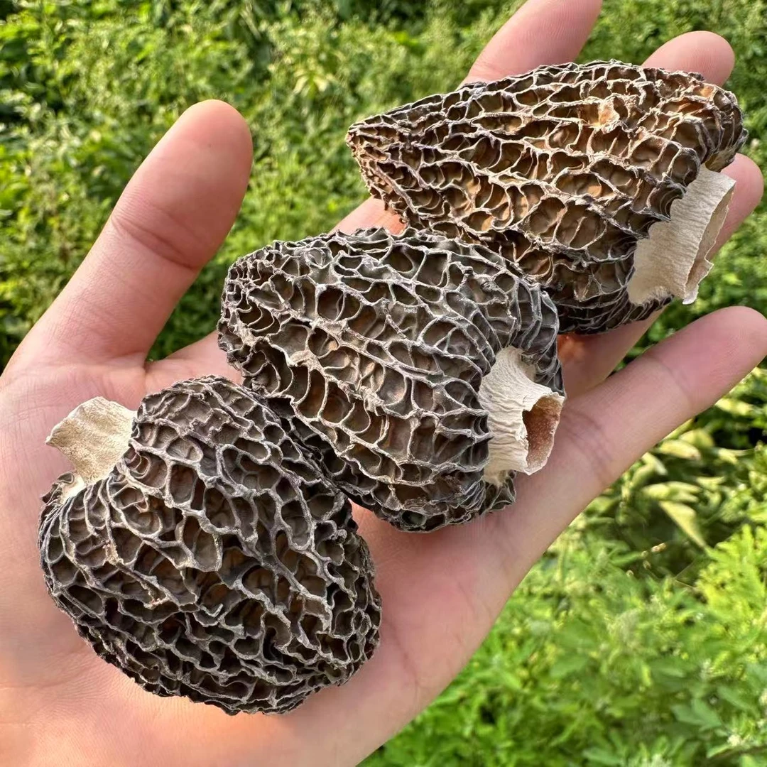 大个头羊肚菌云南高原山货特产