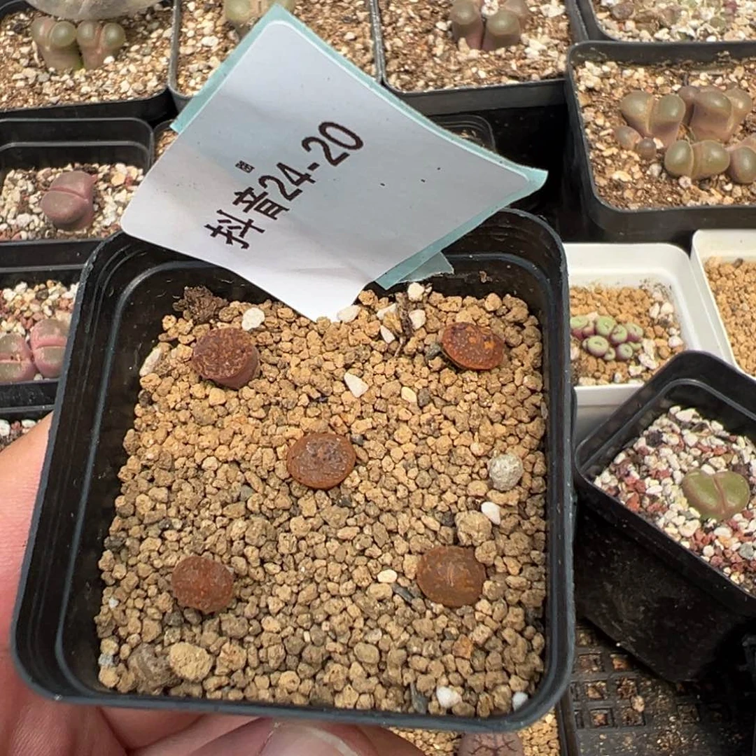 24-20量拍SSGk勋一颗