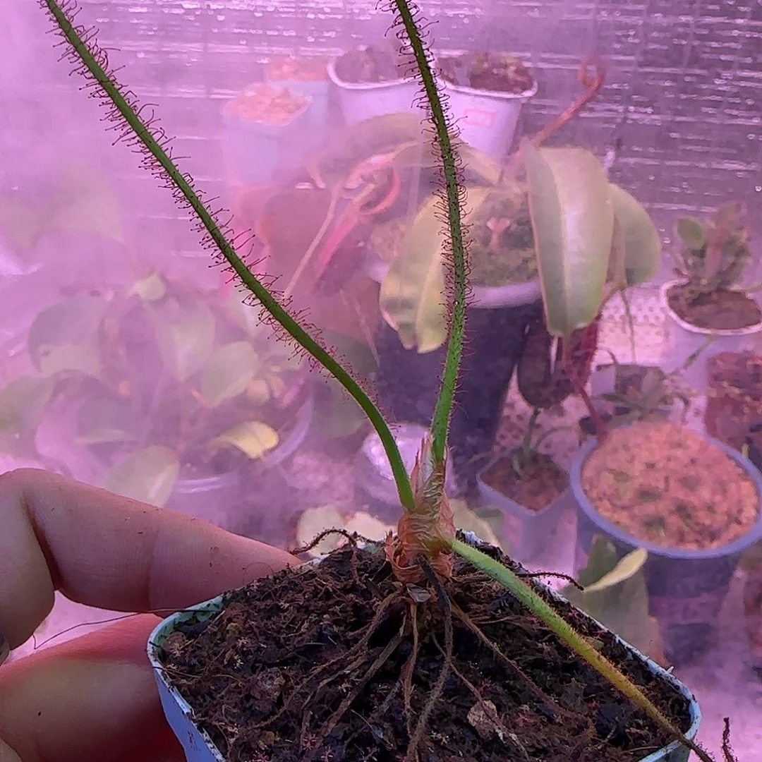 无花朵专拍螺旋茅膏菜