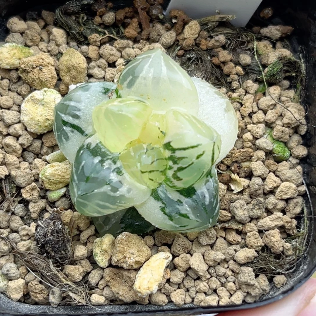 7短肥龙爪玉露锦（小鼻嘎）福利专场