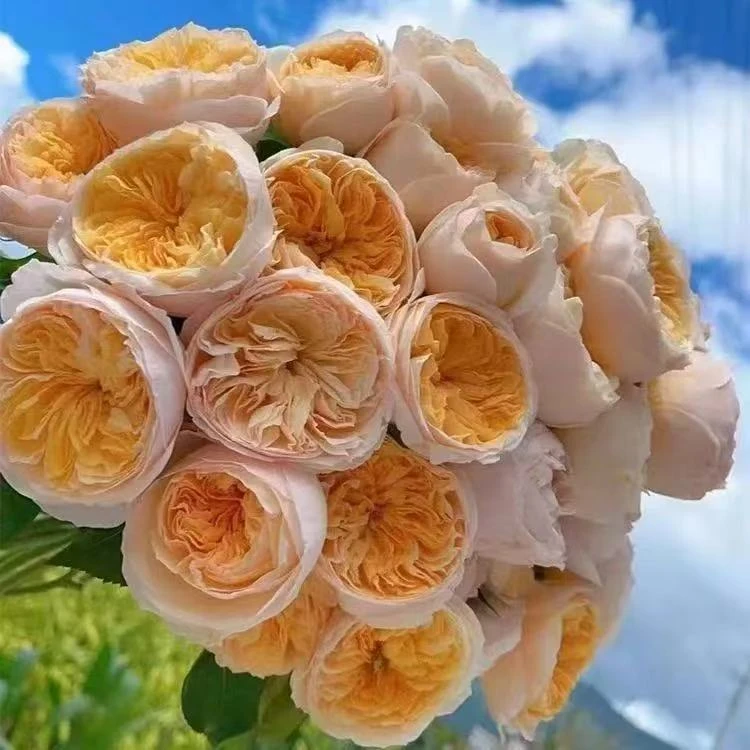 玫瑰花苗特大花带花苞花卉绿植物室内外阳台盆栽蔷薇月季四季开花