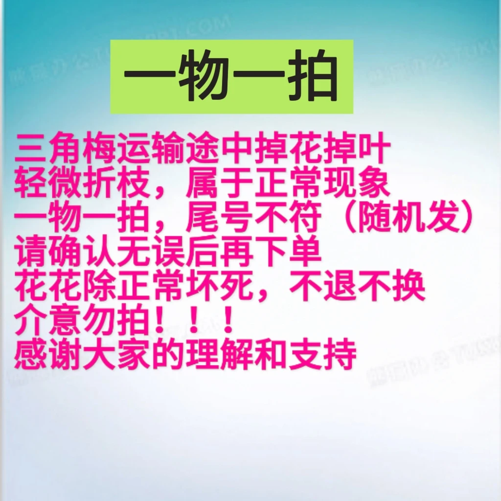【一物一拍—新叶】运输途中落花落叶光杆正常介意勿拍