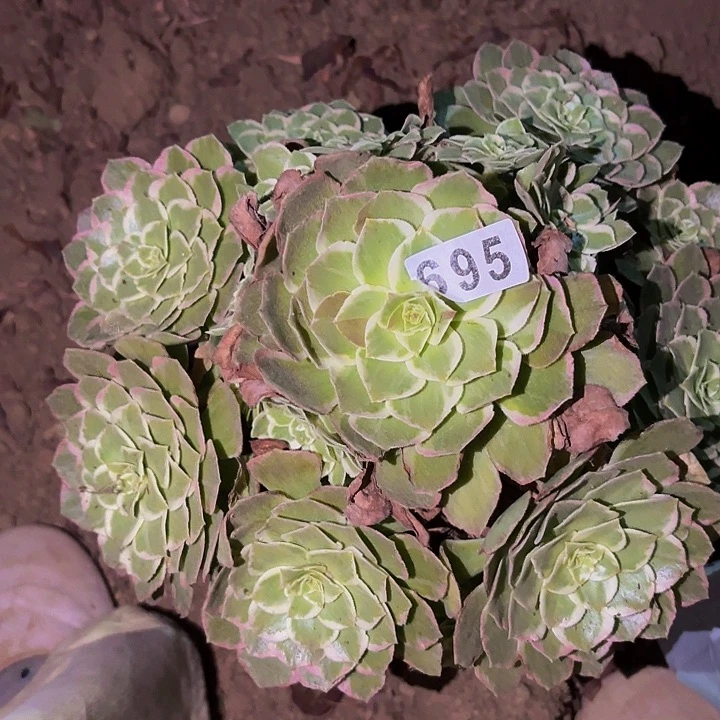 695万花筒多肉植物不售后