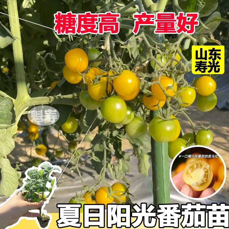 超甜皮薄夏日阳光圣女果苗秧西红柿种子春秋四季番茄苗小柿子苗