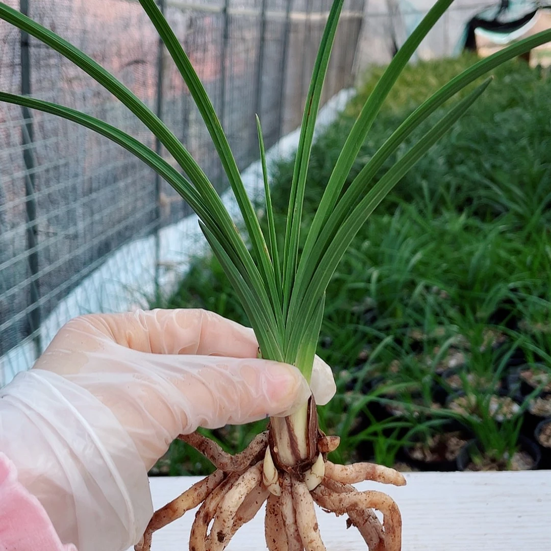 魅***生完全开放兰花兰花