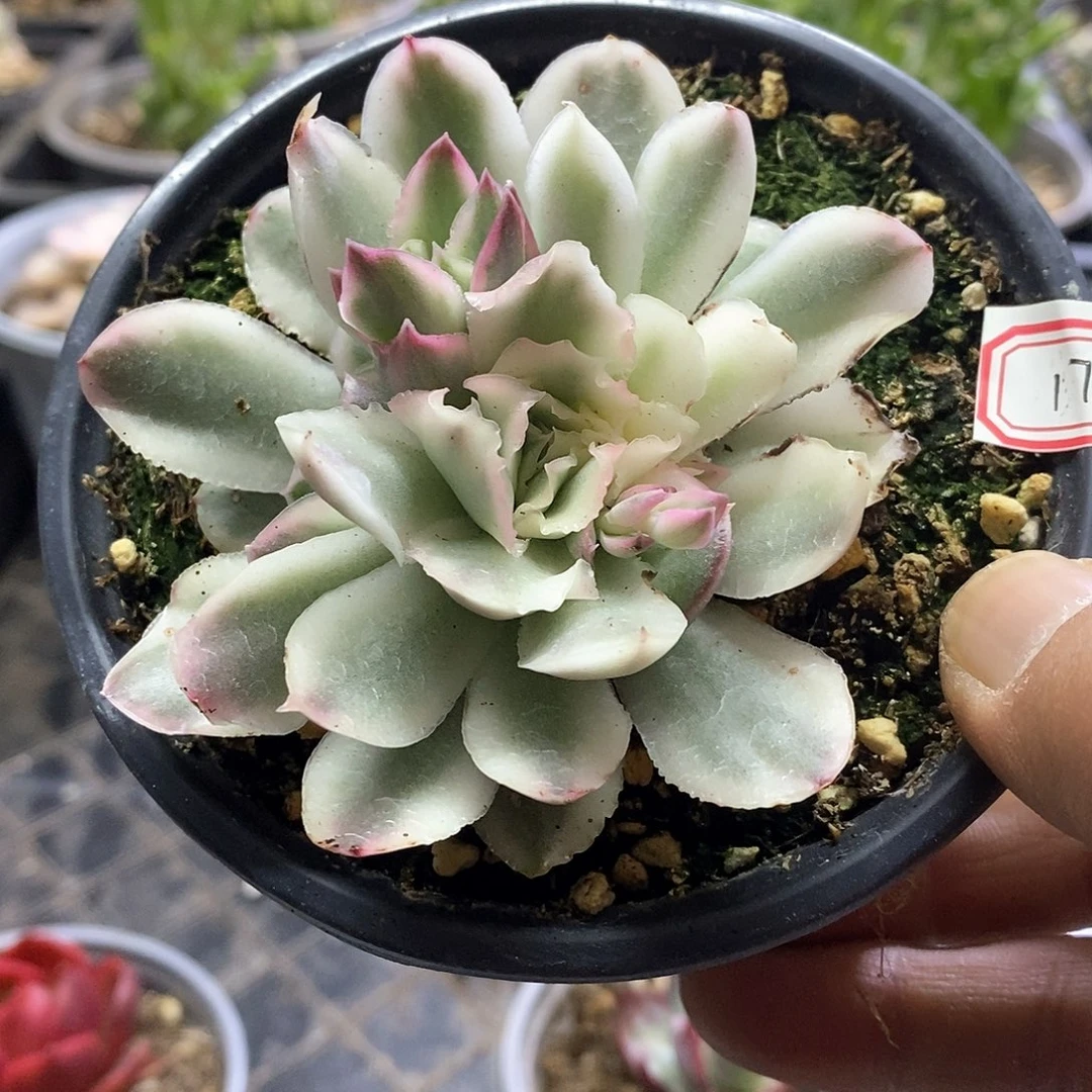 1703紫蝴蝶锦带三个崽多肉