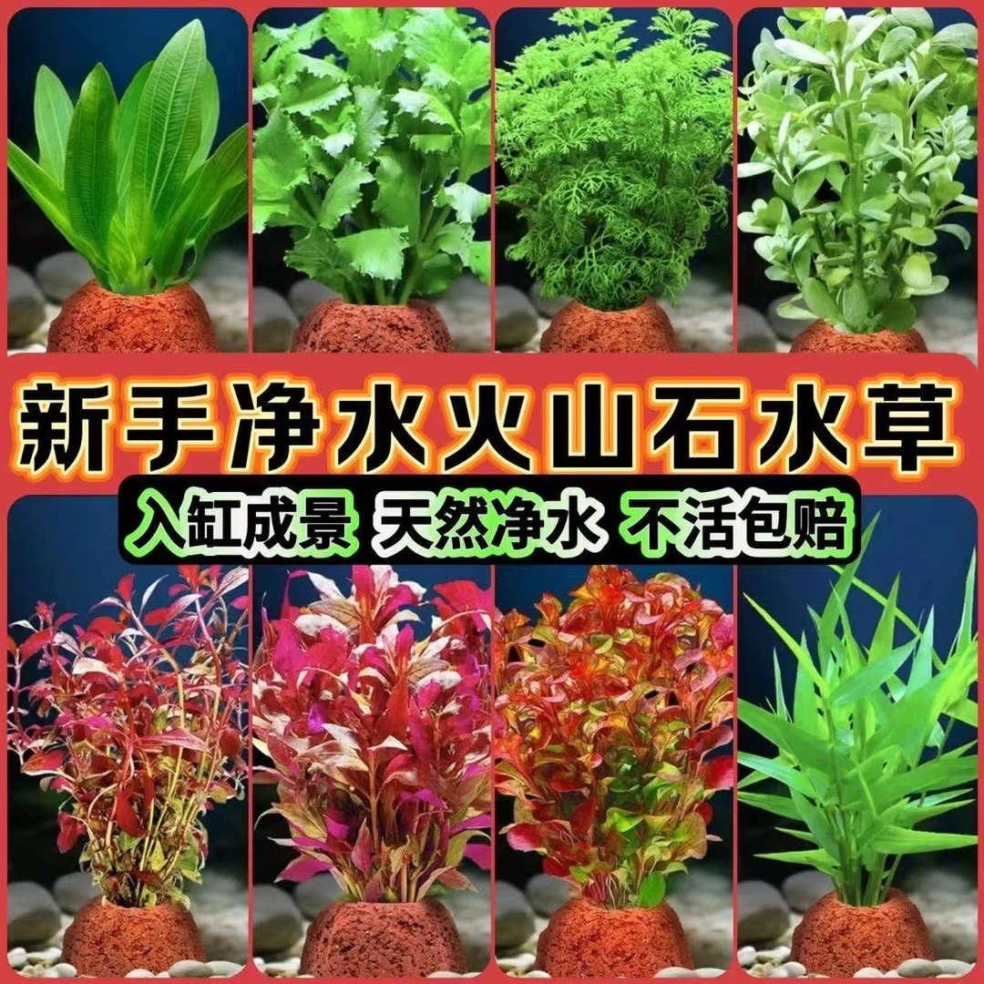 鱼缸水草造景真草绿菊蜈蚣草阴性水草净化水质生态增氧