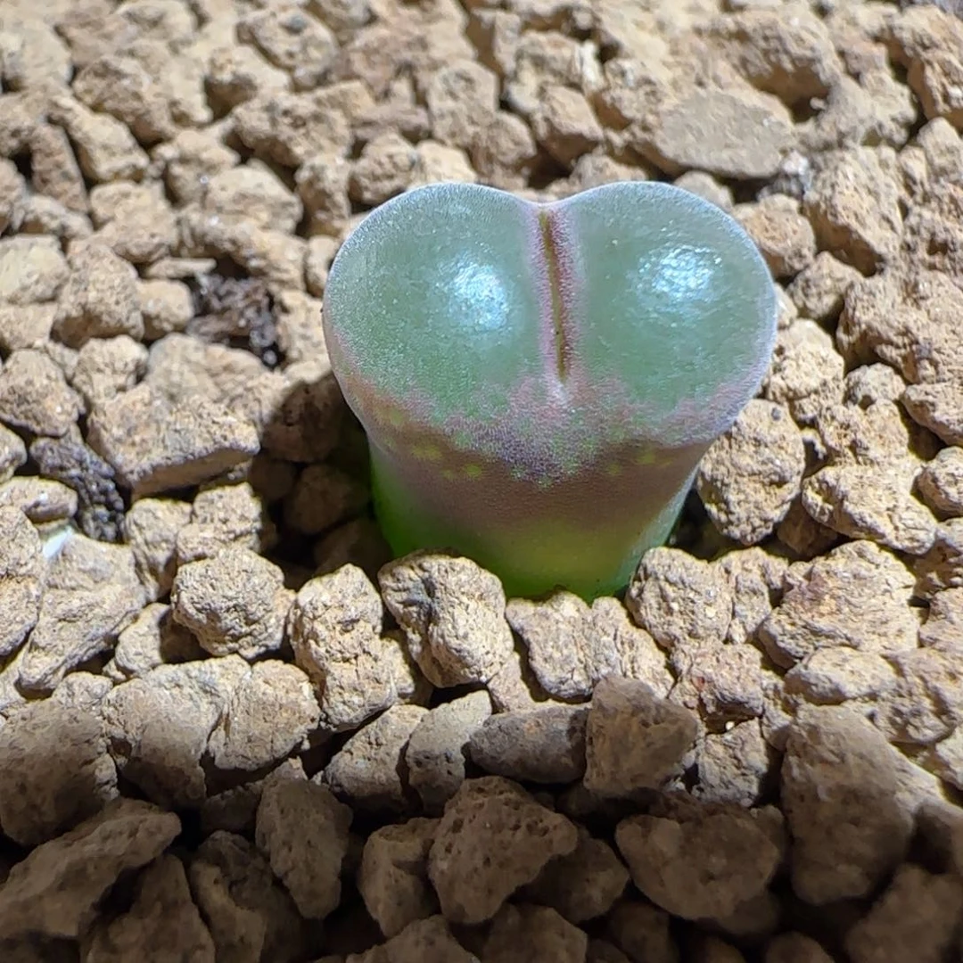 肉锥多肉植物组合-绿焰823