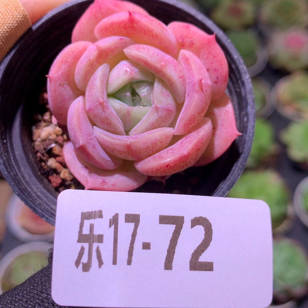 乐然17-72 新品单头