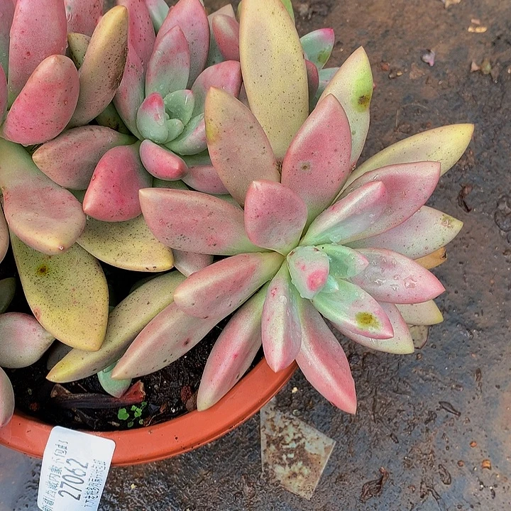 妙***菡    桃花源多肉27062