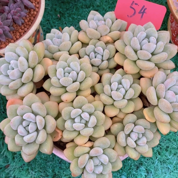 你也不要多吃一两子